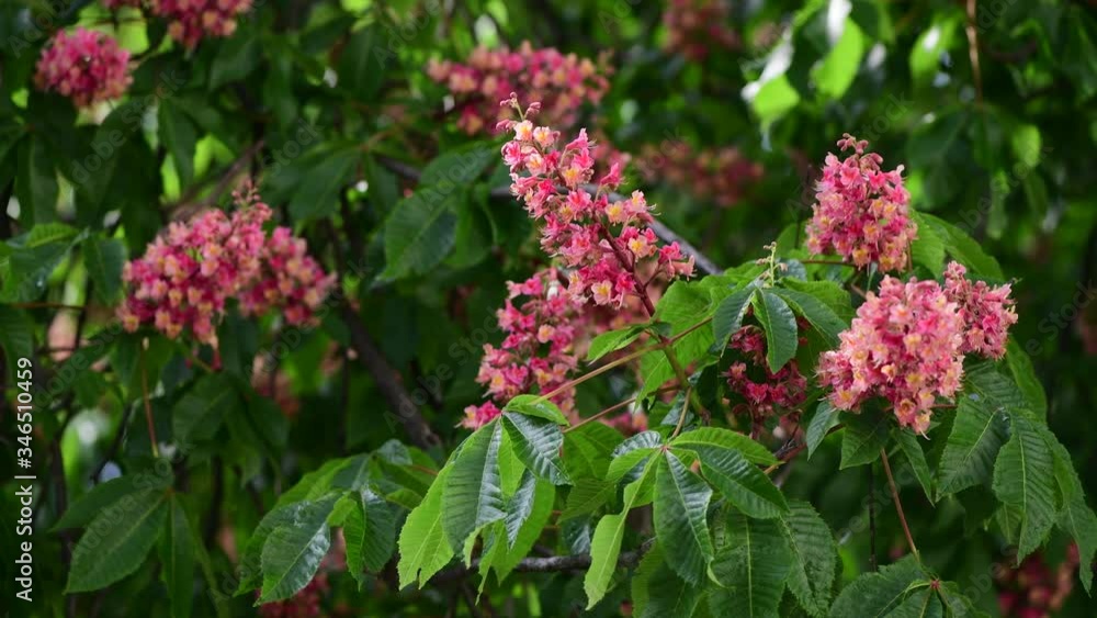 Nice pink chestnut tree flower branch 4k video spring nature close up Nice pink chestnut tree flower branch 4k video spring nature close up