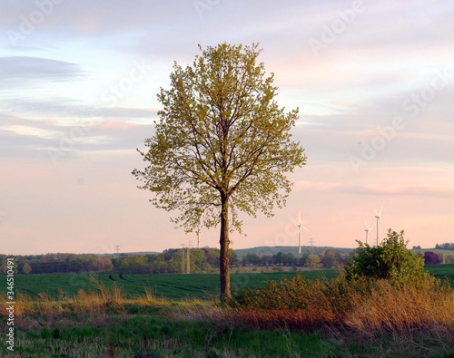 Fototapeta Naklejka Na Ścianę i Meble -  samotne drzewo wieczór 