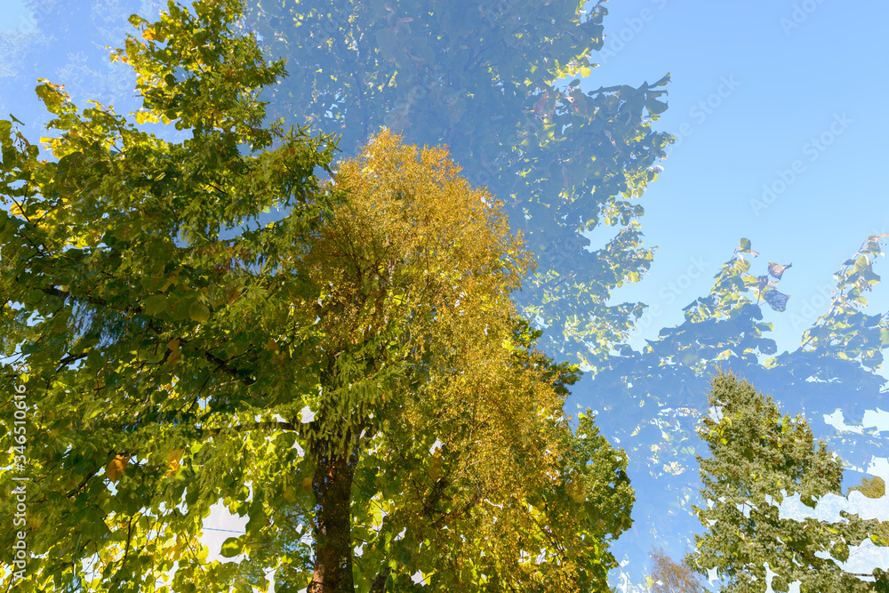 Double exposure of tall green trees overlaying each other against blue sky Double exposure of tall green trees overlaying each other against blue sky