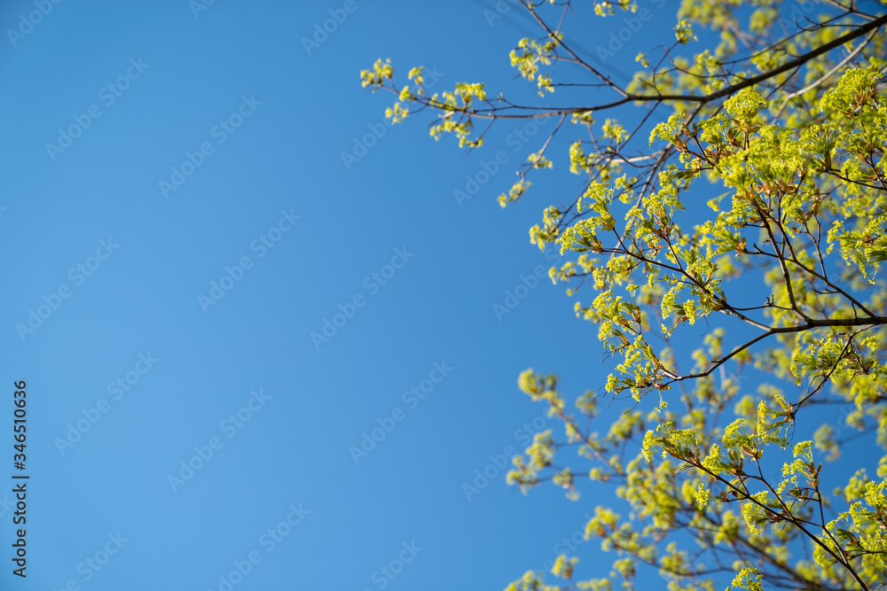 Green branches of trees on the blue sky background. Copy space. Spring Green branches of trees on the blue sky background. Copy space. Spring