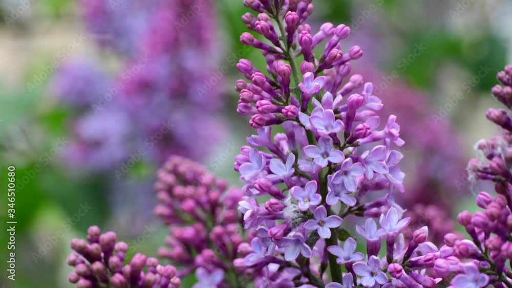 Lilac garden trees under the rain nature spring time botany 4k video Lilac garden trees under the rain nature spring time botany 4k video