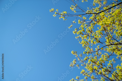 Green branches of trees on the blue sky background. Copy space. Spring