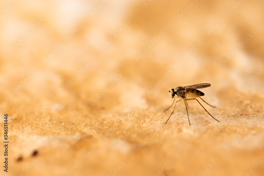 Mosquito perched on the wall of an urban garden near water tanks on a bright spring day Mosquito perched on the wall of an urban garden near water tanks on a bright spring day