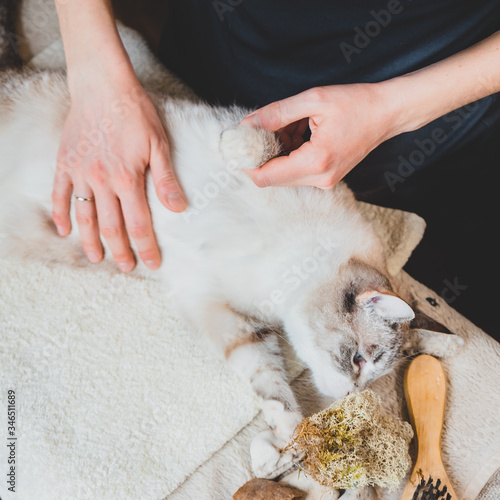 Light massage stroking with the palm of the whole cat's body © Anna