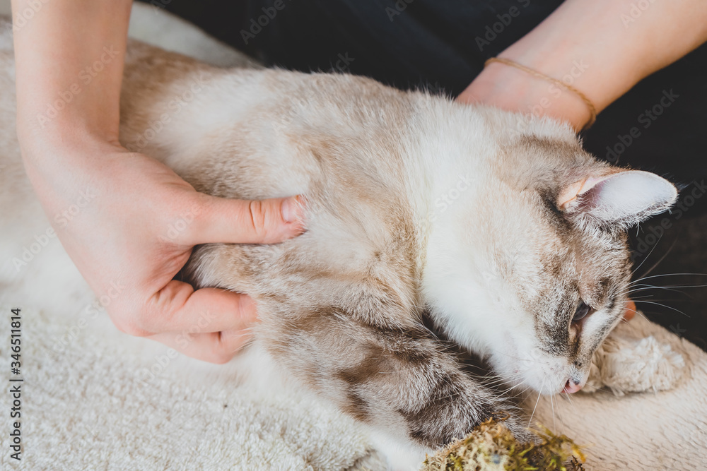 Naklejka Massaging the thumb in the area of the shoulder and shoulder joint of the cat
