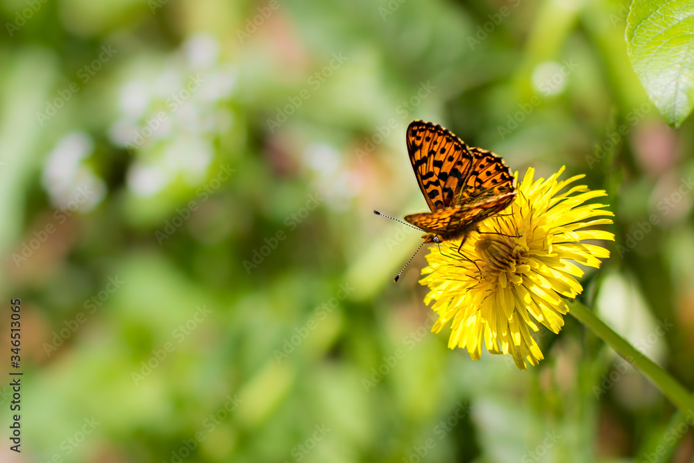 Butterfly on Dandelion.