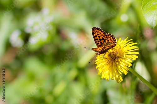 Butterfly on Dandelion. © Thomas Schuetz