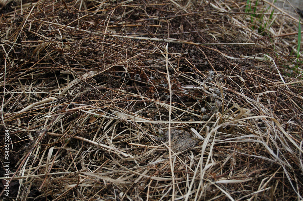 dry grass background dry grass background