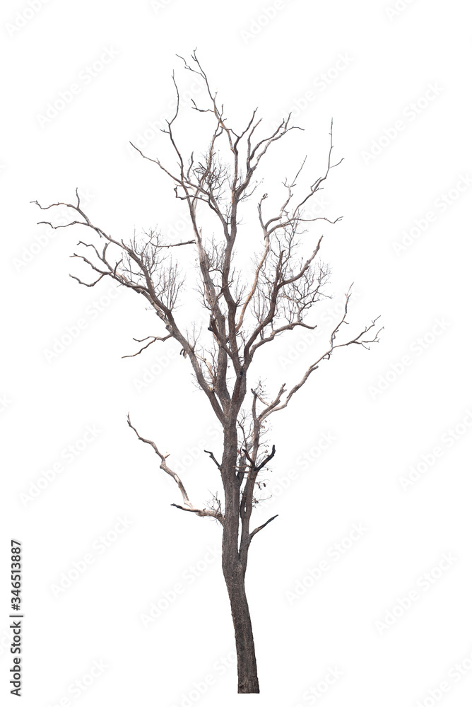 Dead tree on the white background