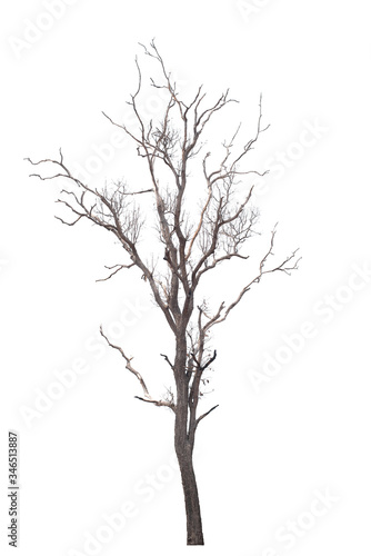 Dead tree on the white background © MrWirot