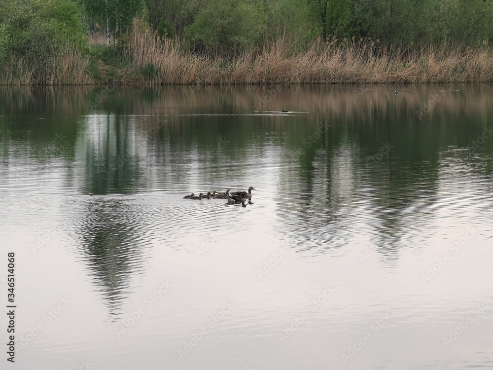 Natur; See; Bäume; Weiher; Schilf; Enten; Donau; Grün; Frühling; Baggersee; Natur; See; Bäume; Weiher; Schilf; Enten; Donau; Grün; Frühling; Baggersee;