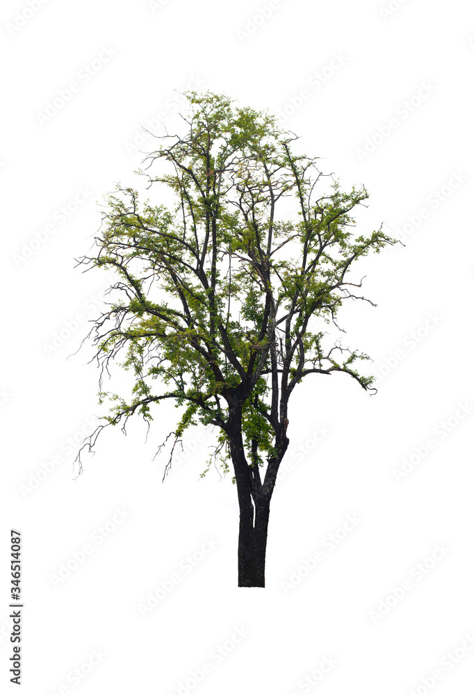 Fototapeta premium Trees with green leaves in a white background