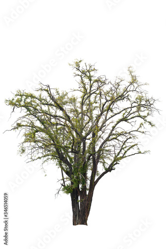 Trees with green leaves in a white background