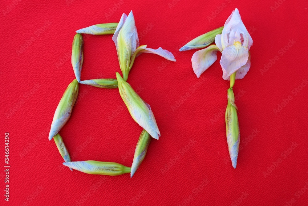 Number 81 written by fresh iris flowers on a red background. Number Eighty-one written in fresh flowers isolated on red.