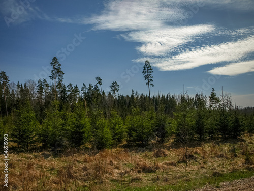 spring landscape with dark tree silhouettes against blue sky and white clouds, the first spring greenery