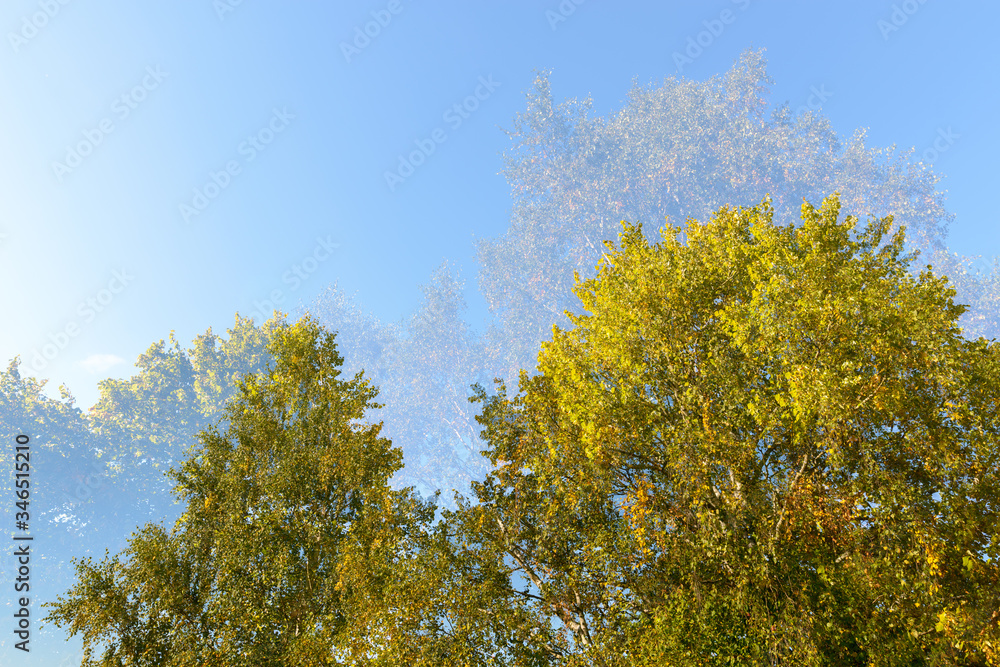 Double exposure of tall green trees overlaying each other against blue sky Double exposure of tall green trees overlaying each other against blue sky