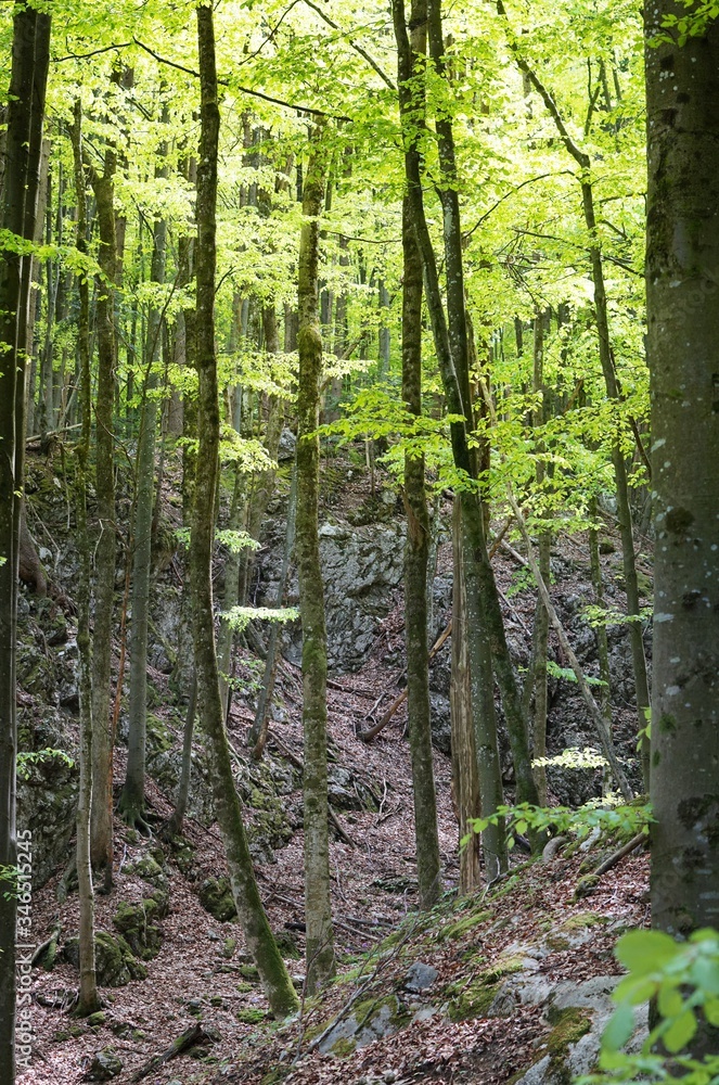 Schöner Buchen-Mischwald Schöner Buchen-Mischwald