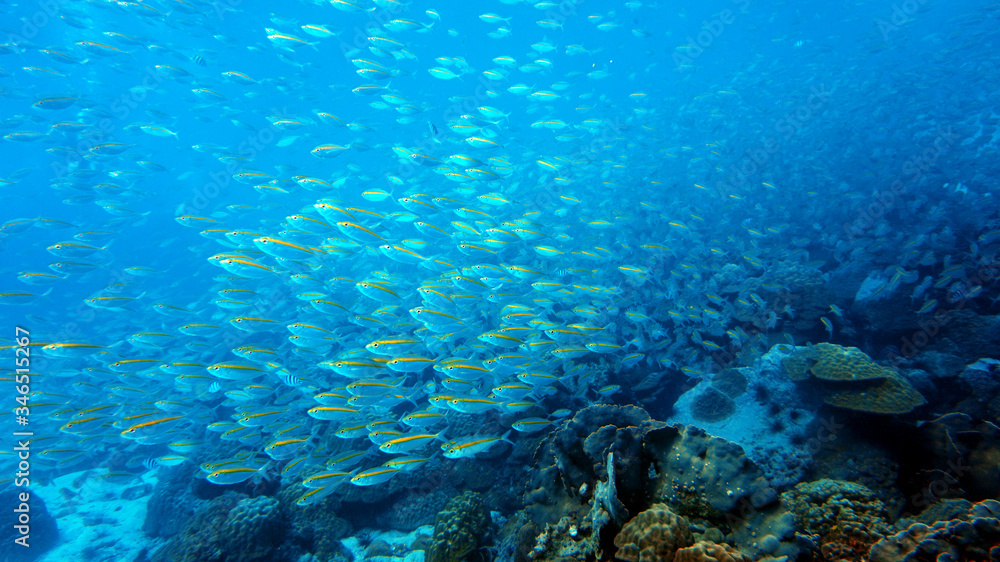 school of fish underwater, diving