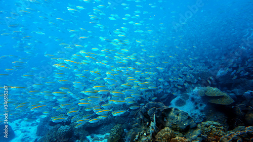 school of fish underwater, diving © iwaart