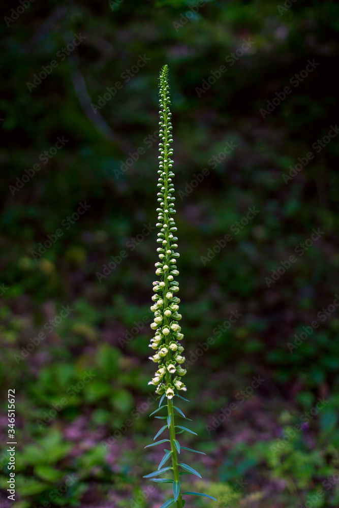 Blooming Digitalis ferruginea – perennial plant, growing in the forest 