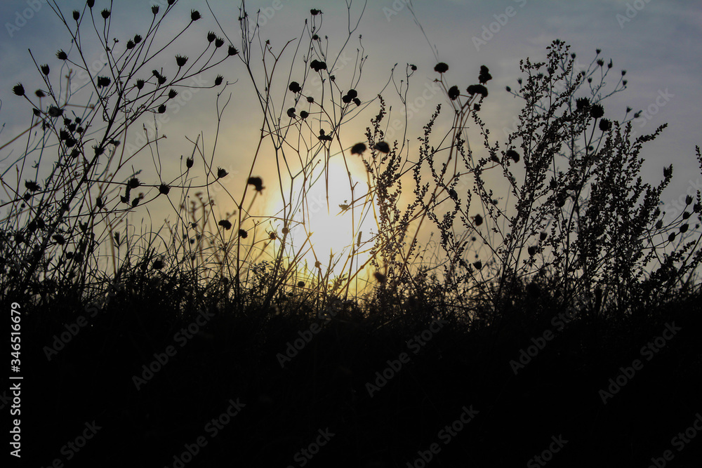 Obraz premium Dark silhouettes of tall grass and wild flowers in the sun