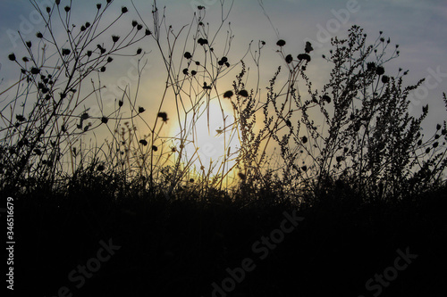 Dark silhouettes of tall grass and wild flowers in the sun