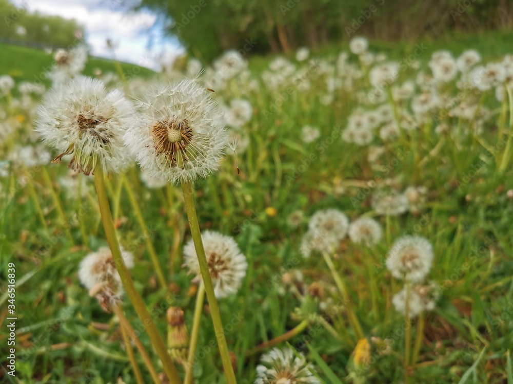 Natur; Landschaft; Blumen; Bäume; See; Weiher; Himmel; Natur; Landschaft; Blumen; Bäume; See; Weiher; Himmel;