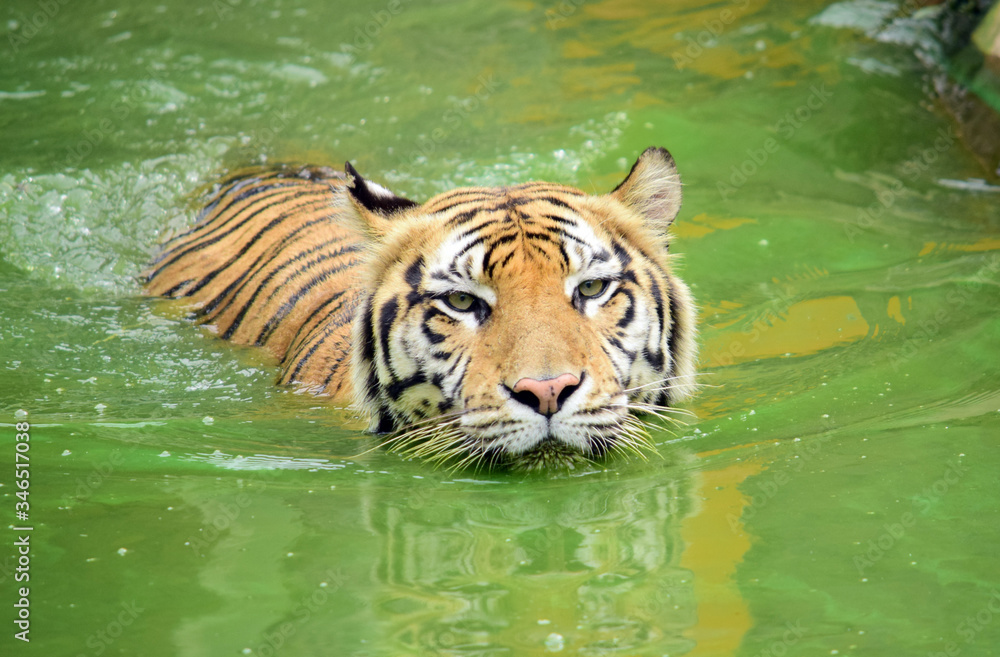 Naklejka premium Tiger - Close up details of the tiger in the zoo, Swimming tiger