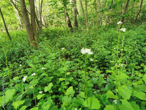 Natur  Landschaft  Blumen  B  ume  See  Weiher  Himmel  