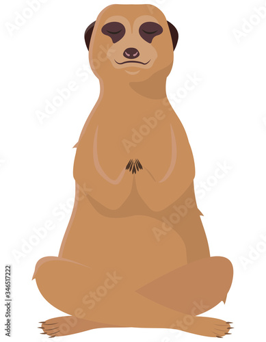 Meerkat doing yoga. African animal in cartoon style.