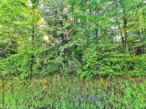 Fototapeta Naklejka Na Ścianę i Meble -  Natur; Landschaft; Blumen; Bäume; See; Weiher; Himmel; 