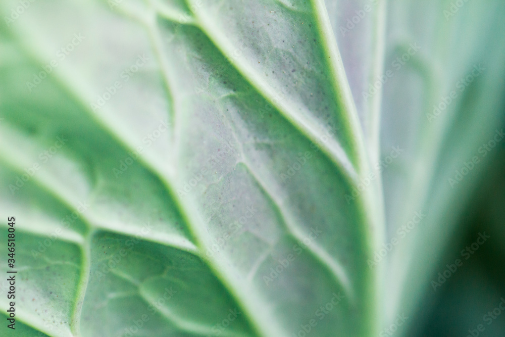 green leaf texture green leaf texture