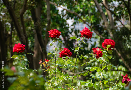 玫瑰花