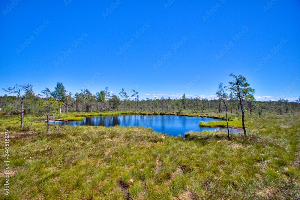 Fototapeta premium Small lake surrounded by grassland and forest in Sweden