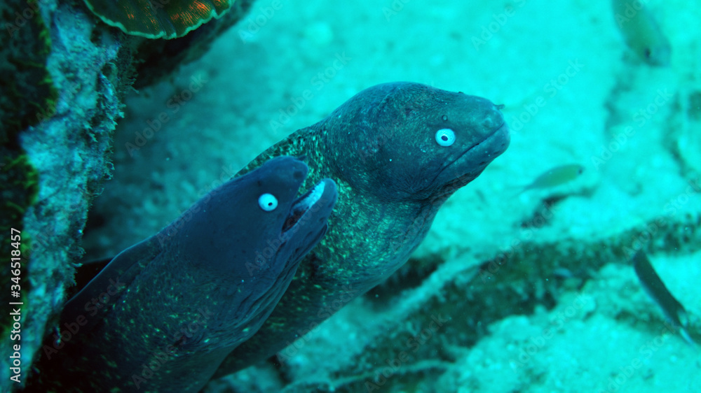 Fototapeta premium moray underwater, coral reef, scuba diving