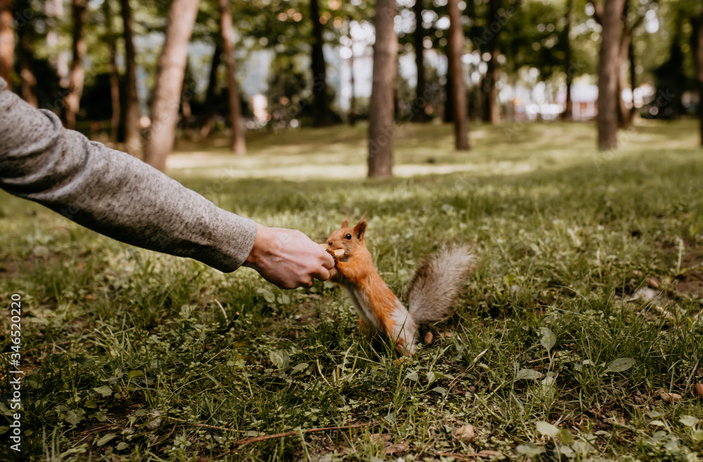 
hand feeds a squirrel with cookies