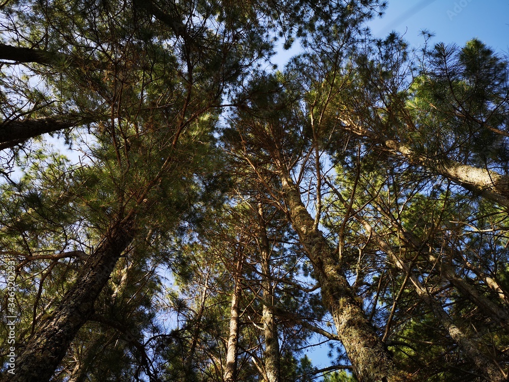 trees and sky trees and sky