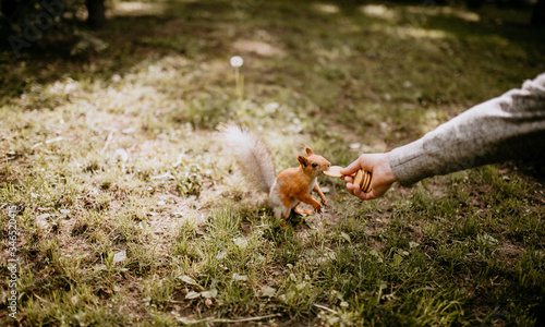  hand feeds a squirrel with cookies © Александра Коробкова