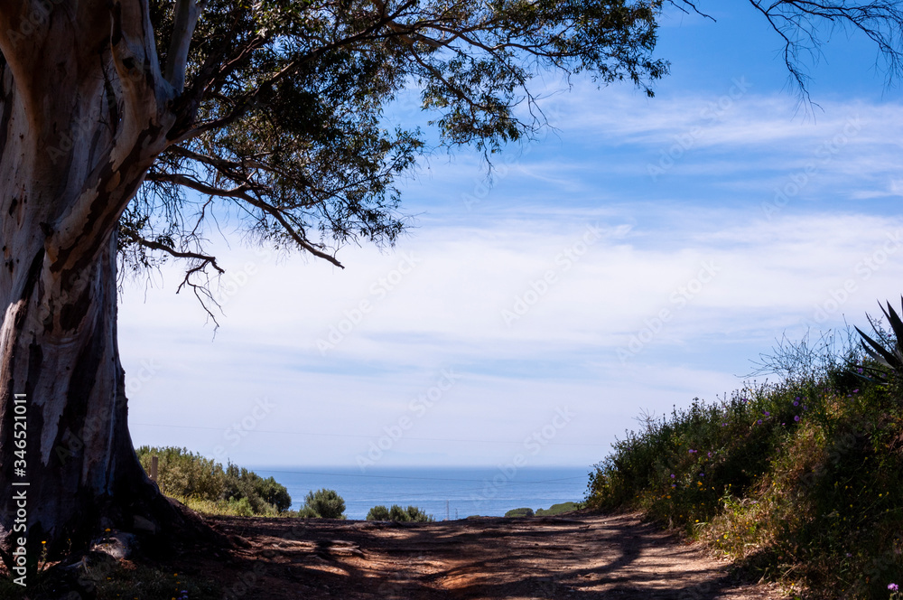 A contrasting shadow from the branches of an old tree on a sandy road leading to the sea against a blue sky with light clouds A contrasting shadow from the branches of an old tree on a sandy road leading to the sea against a blue sky with light clouds
