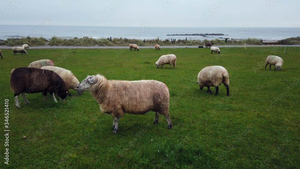 Flock of sheep grazing at the Baltic Sea, Germany Flock of sheep grazing at the Baltic Sea, Germany