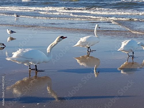 Schwäne Schwan Meer Ostsee Usedom Wasser Wellen Spiegelbild Spiegel Freizeit Erholung Vögel Vogel Europa EU Deutschland Ferien Urlaub Reisen Strand Sand Sonne