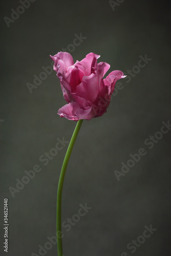 Pink tulip in front of grey wall.