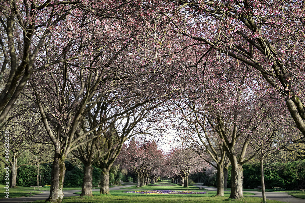 Allee mit Kirschbäumen zu Beginn der Kirschblüte Allee mit Kirschbäumen zu Beginn der Kirschblüte