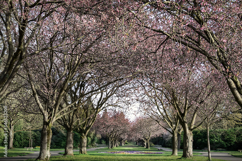 Allee mit Kirschbäumen zu Beginn der Kirschblüte