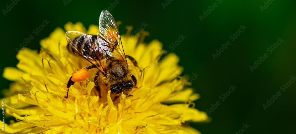 Bee pollinates a dandelion close-up. Bee on a yellow flower, selective focus, free space for text. Bee pollinates a dandelion close-up. Bee on a yellow flower, selective focus, free space for text.