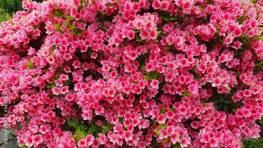 pink  azalea flowers