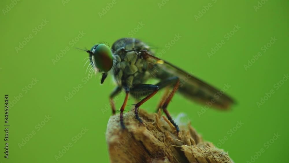 Robber fly assassin fly macro close up static shot in hd with bokeh green background. Robber fly assassin fly macro close up static shot in hd with bokeh green background.