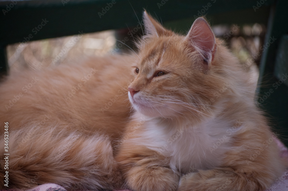 beautiful red fluffy cat sits on a bench