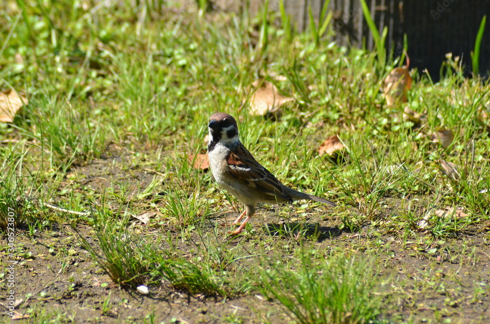 Obraz premium スズメ