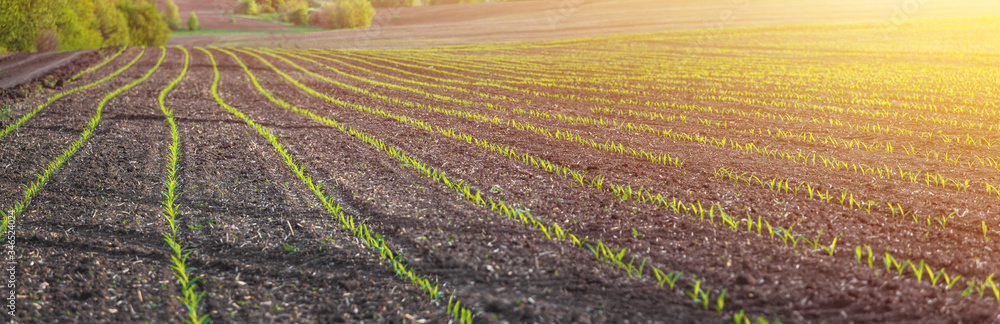 corn seedlings on a large, agricultural field
